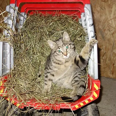 Sattlerhof * Mutters