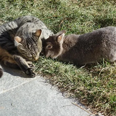 Sattlerhof * Mutters